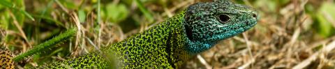 imagen decorativa con lagarto en el campo en primer plano 