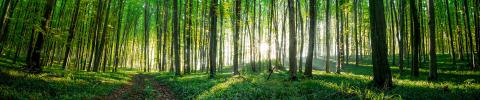 imagen de bosque verde desde una perspectiva a ras de suelo